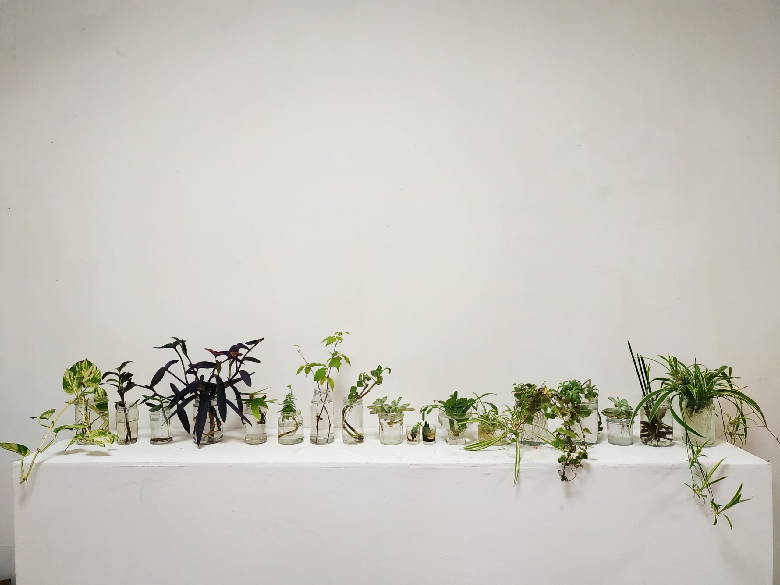Il faut cultiver notre jardin, œuvre de Wendy Vachal